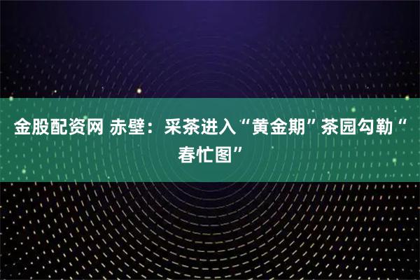 金股配资网 赤壁：采茶进入“黄金期”茶园勾勒“春忙图”